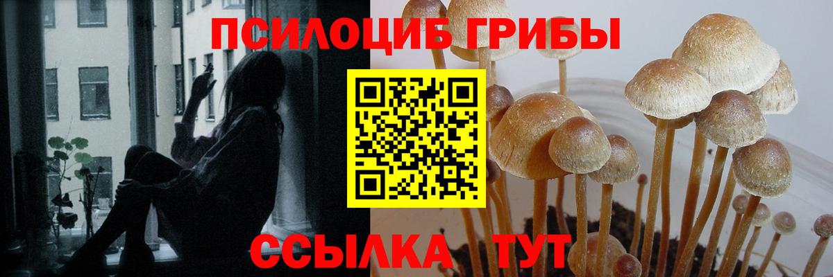 Псилоцибиновые грибы Psilocybine cubensis Шарыпово